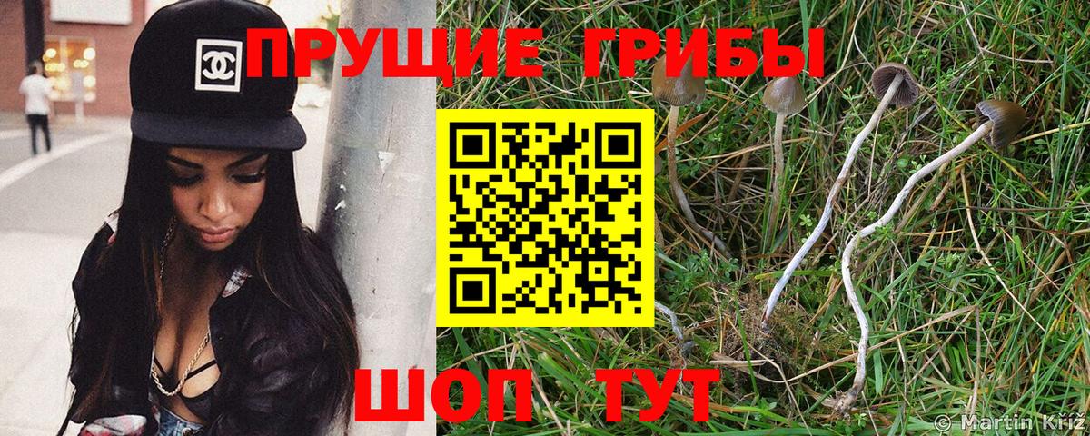 Галлюциногенные грибы Psilocybe Жуковский